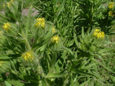 Madia sativa (madi, melaza)